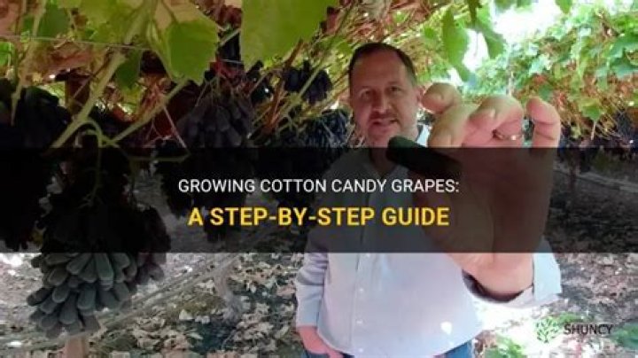 Can I grow Cotton Candy grapes?