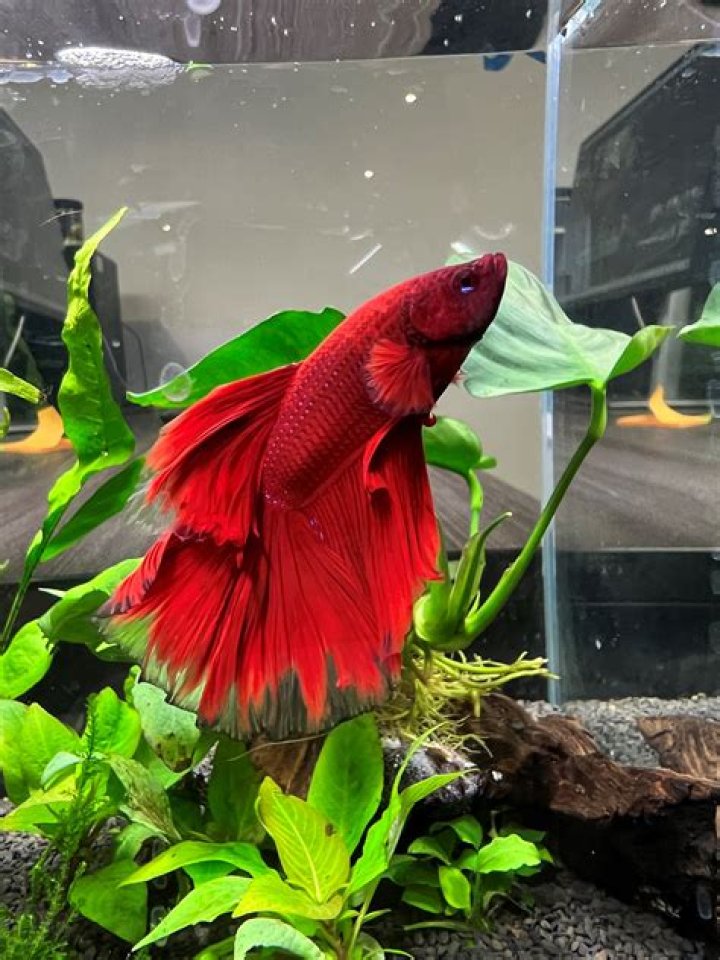 Can I just add water to my betta fish tank?