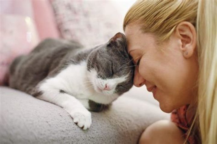 Can I kiss my cat?