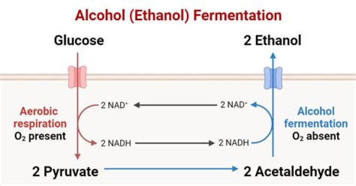 Can I make ethanol at home?
