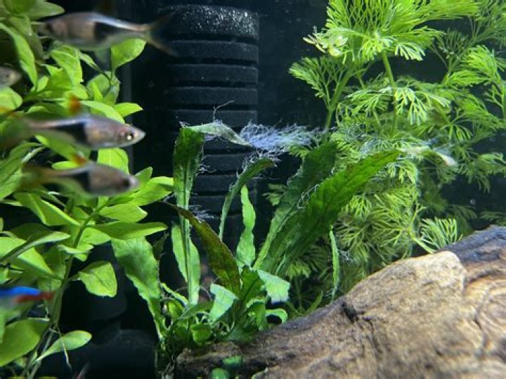 Can I put a sand dollar in my freshwater aquarium?
