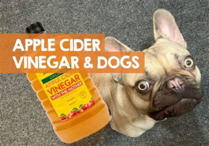 Can I put apple cider vinegar on my dog's paws?