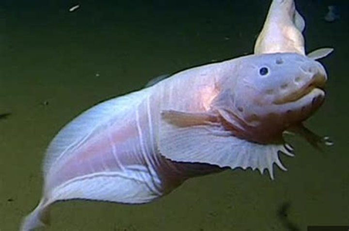 Can I save my fish from dying?