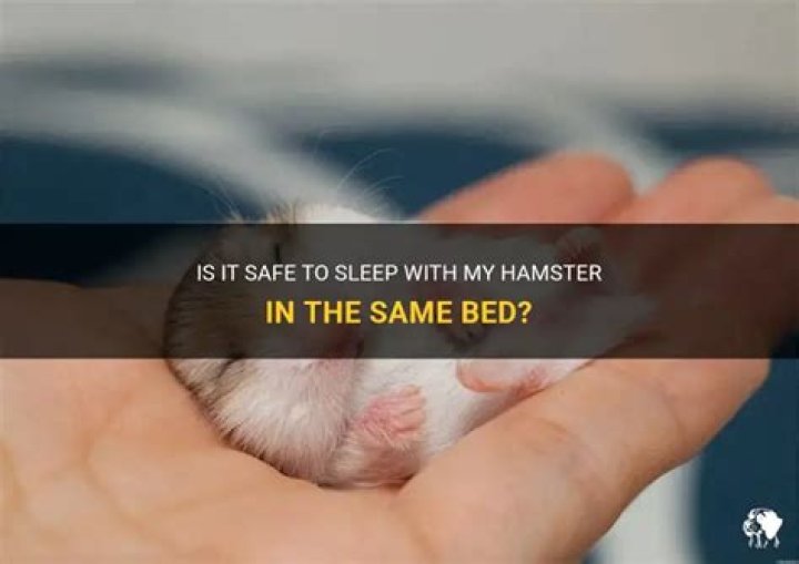 Can I sleep with my hamster?