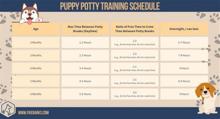 Can I take my 7 week old puppy outside to pee?