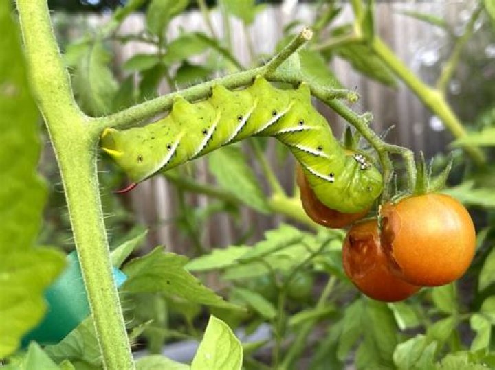 Can I touch a tomato hornworm?