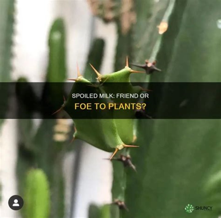 Can I use spoiled milk to water plants?