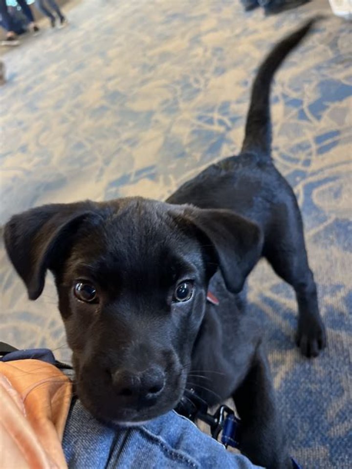 Can I walk my 10 week old puppy?