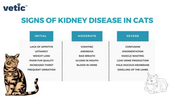 Can kidney failure be cured in cats?