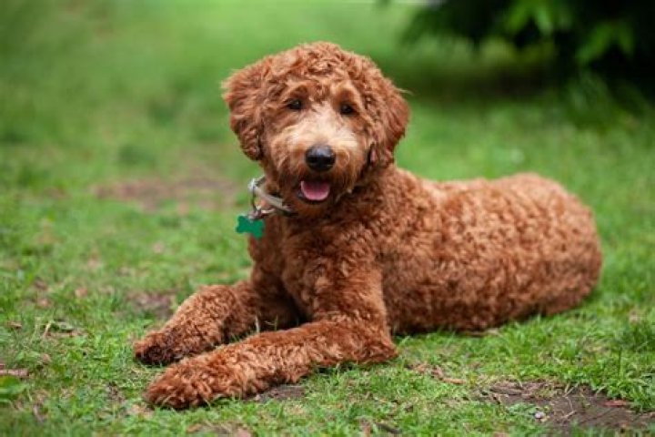 Can Labradoodles be left alone?