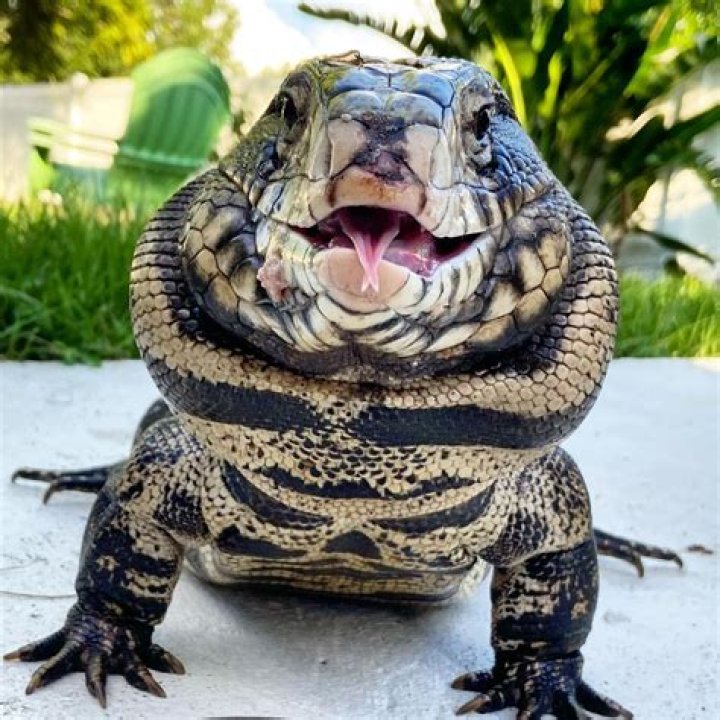 Can lizard speak?