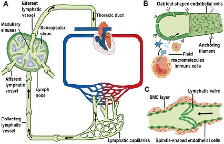 Can lymph vessels repair themselves?