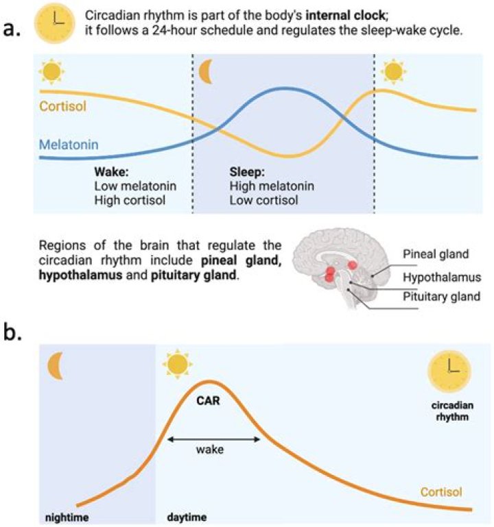 Can melatonin affect blood pressure?