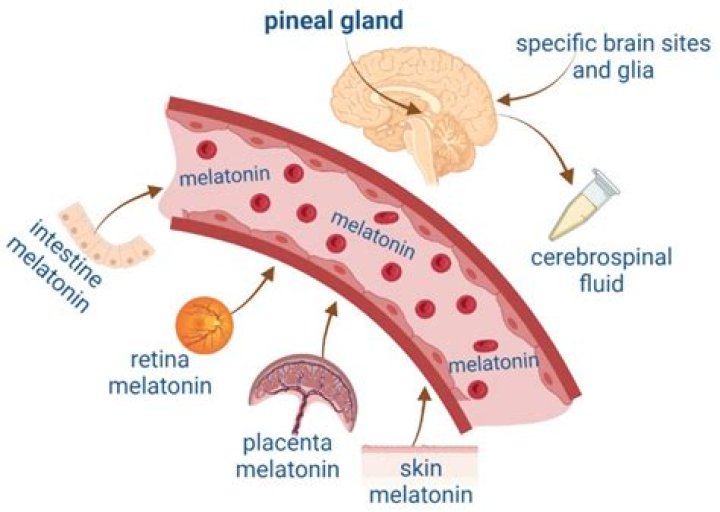 Can melatonin reverse aging?