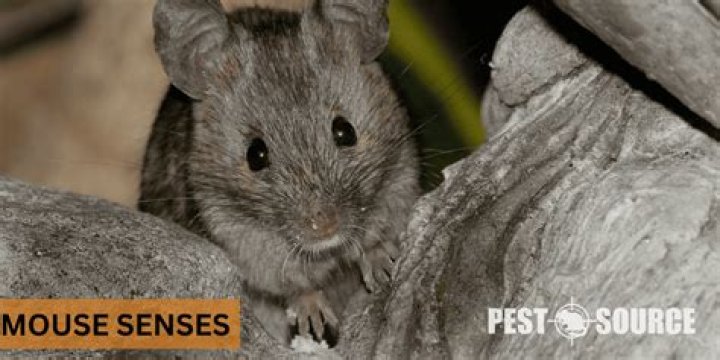 Can mice sense humans?