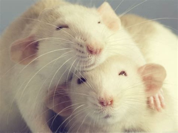 Can rats understand humans?