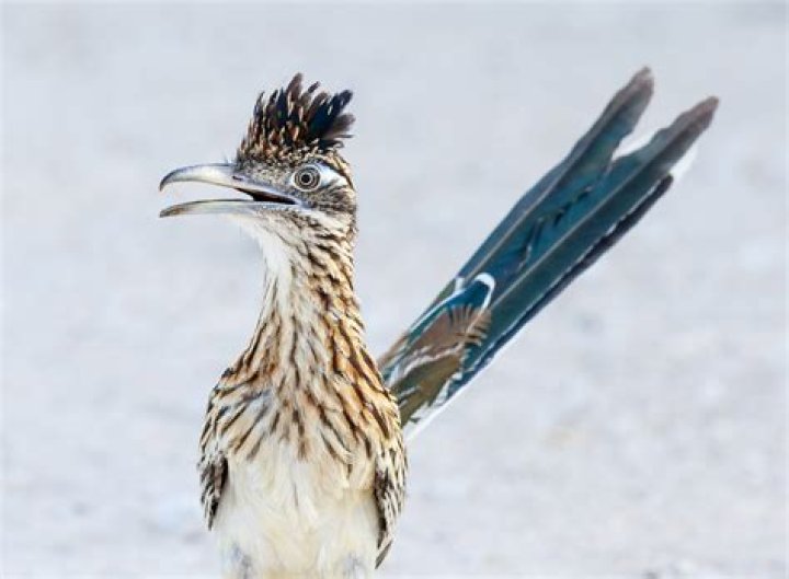 Can Roadrunners fly?