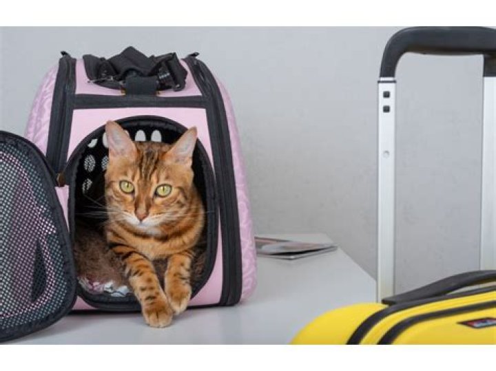 Can taxi take pets?