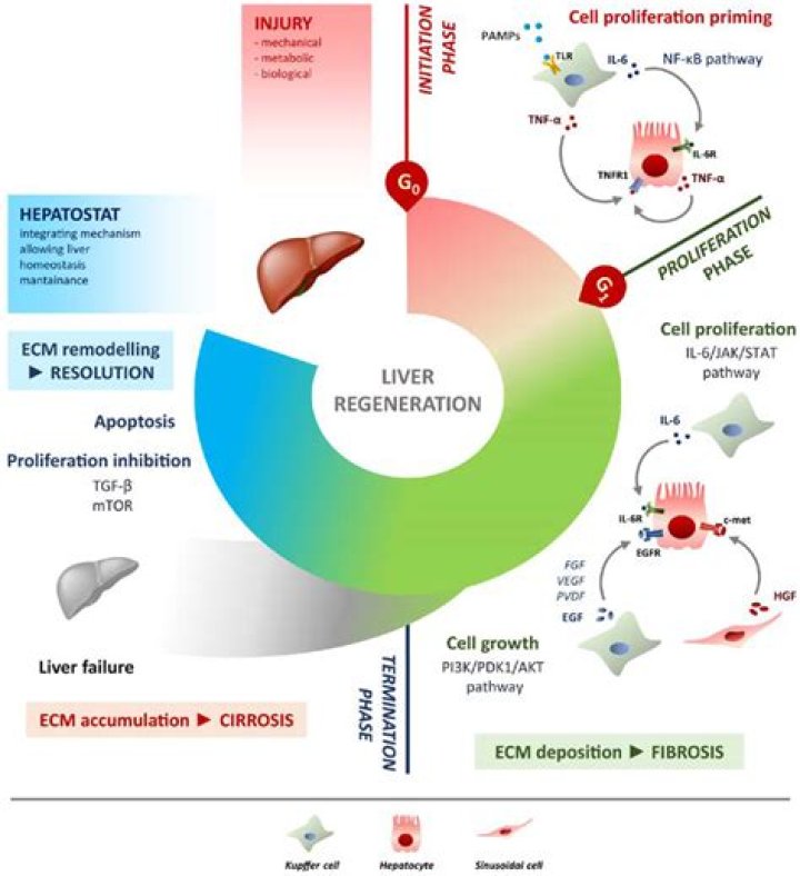 Can the pancreas regenerate itself?