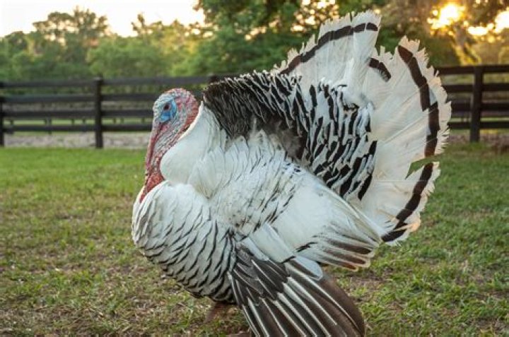 Can turkeys breed with other birds?
