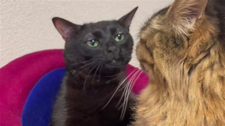 Can two black cats have white kittens?