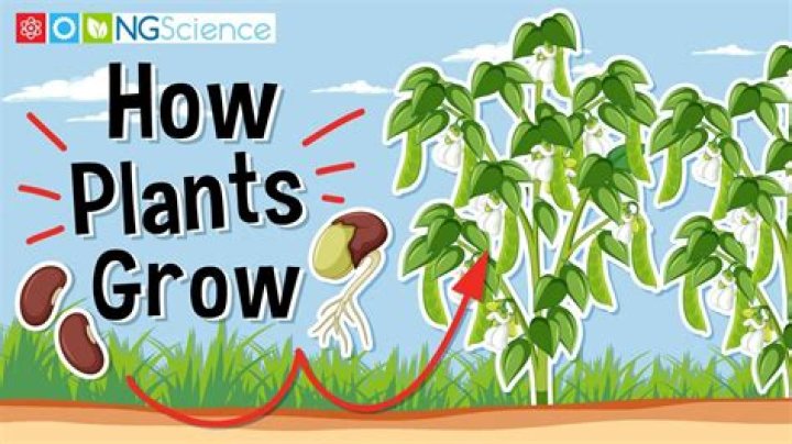 Can we grow ajwain at home?