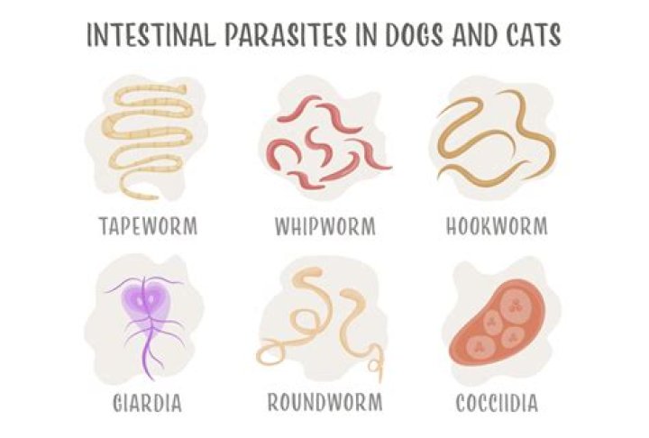 Can worms fall out of dogs?