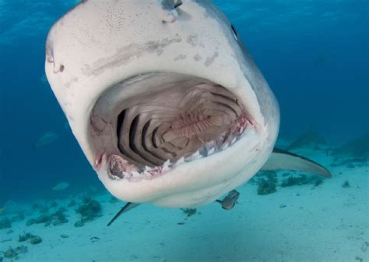 Can you blind a shark?