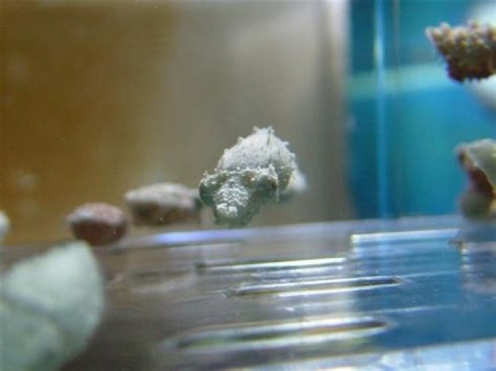 Can you buy cuttlefish?