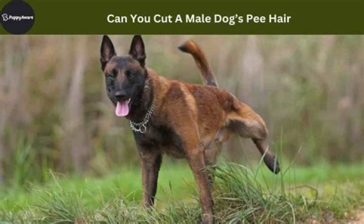 Can you cut a male dog's pee hair?