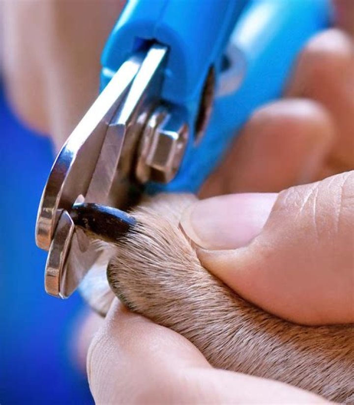 Can you cut off a dog's whiskers?