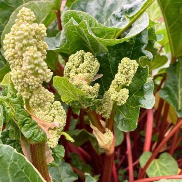 Can you do anything with rhubarb leaves?