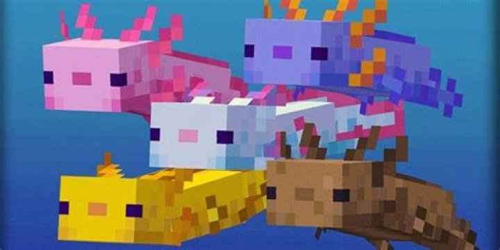 Can you dye axolotls in Minecraft?
