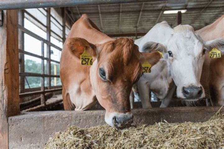 Can you eat dairy cows?