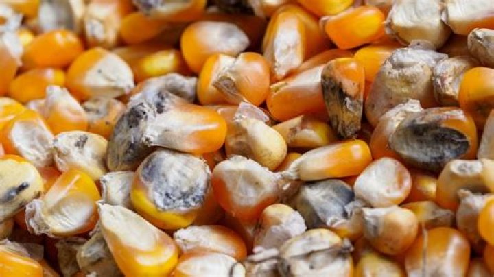 Can you eat expired popcorn seeds?