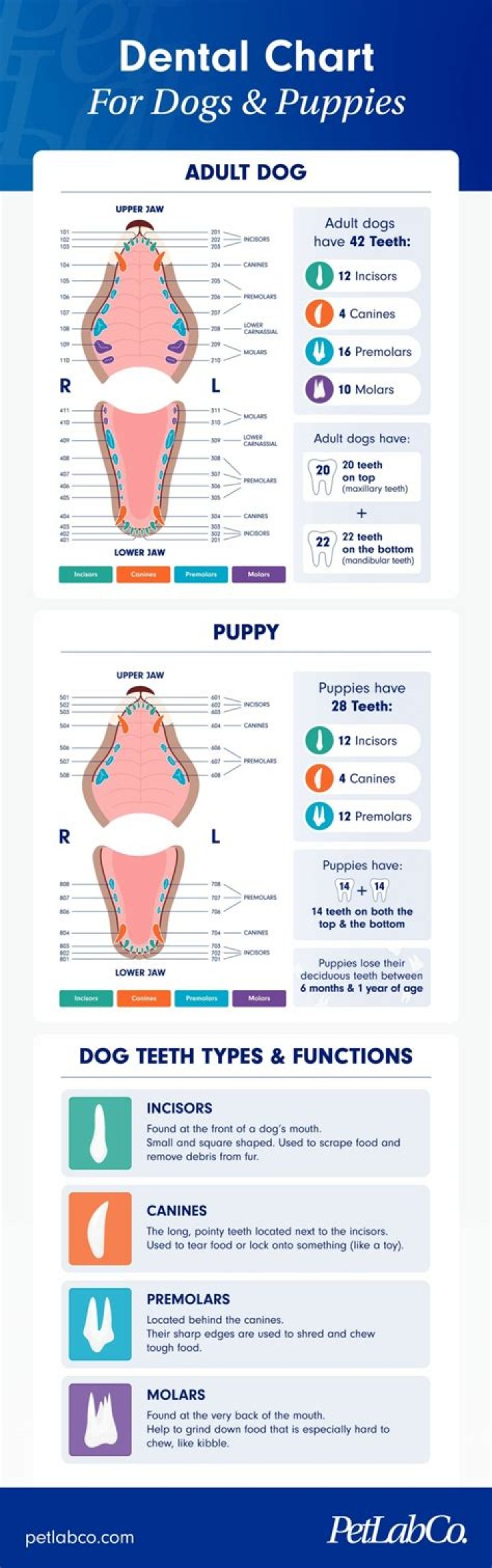 Can you file your canine teeth?