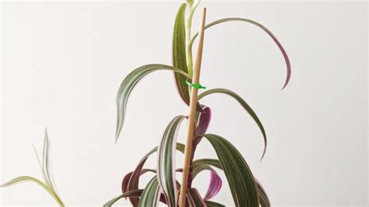 Can you fix a leggy plant?
