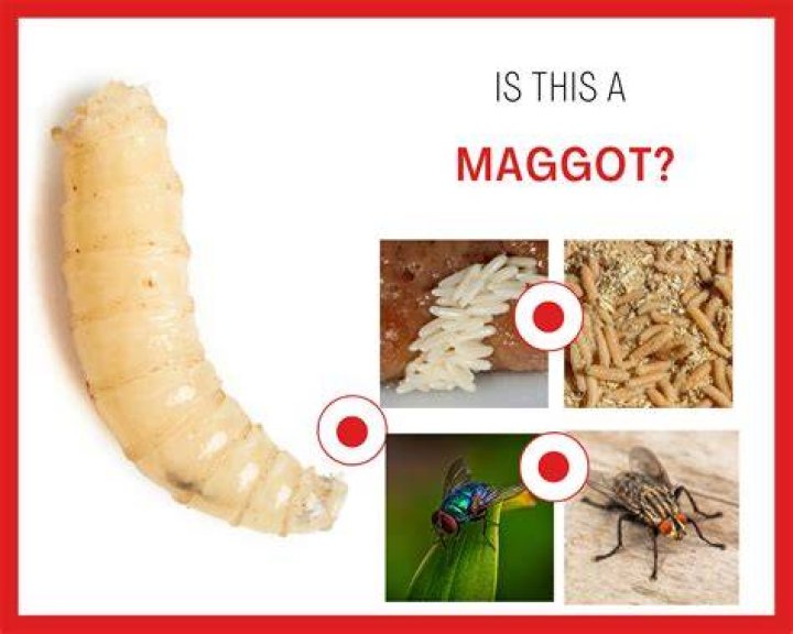 Can you get maggots in your vag?