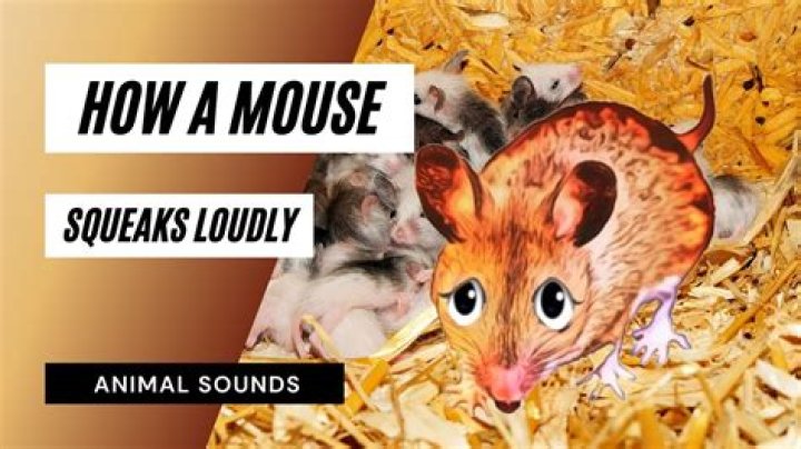 Can you hear a mouse squeak?