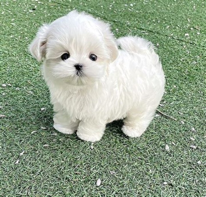 Can you overstimulate a puppy?