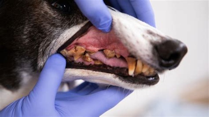 Can you reverse dog tooth decay?