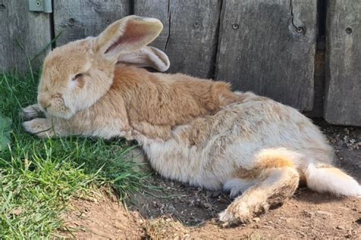 Can you sleep with your rabbit?