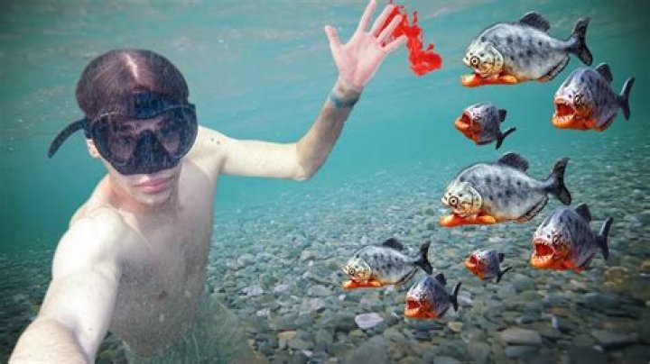 Can you swim with piranhas?