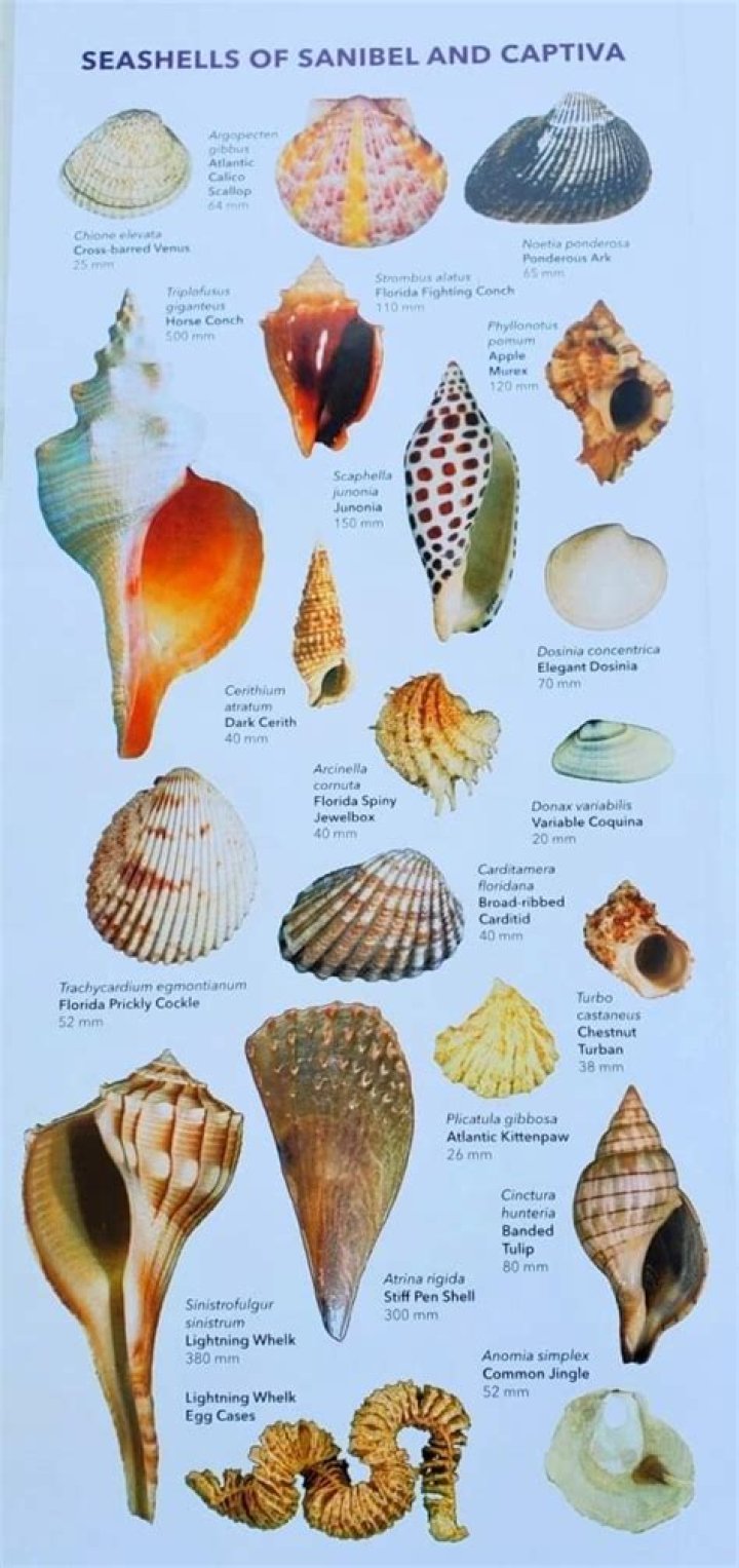 Can you take shells off Sanibel Island?