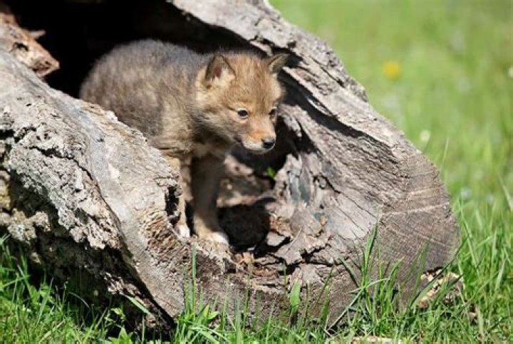 Can you tame a coyote pup?
