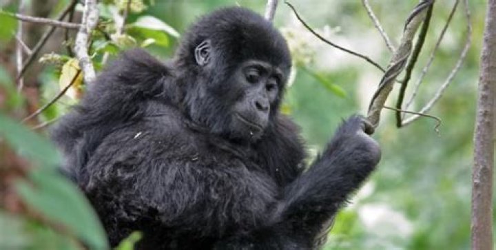 Can you tame a gorilla?