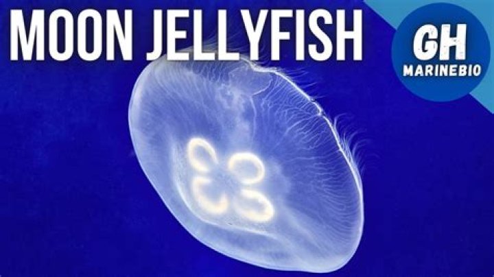 Can you touch moon jellyfish?