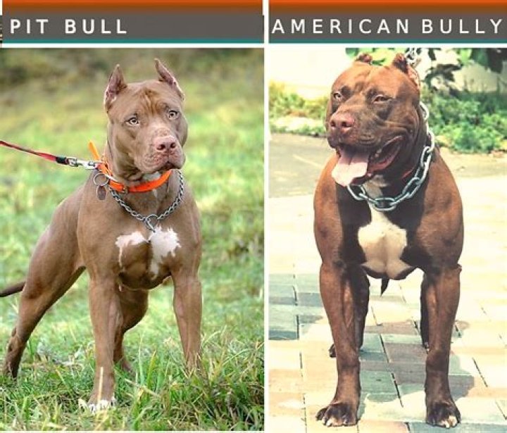 Can you trust pit bulls?
