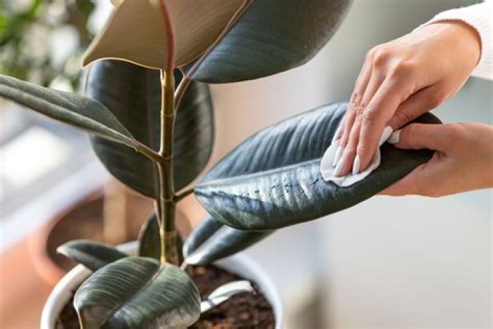 Can you use vinegar to clean plant leaves?