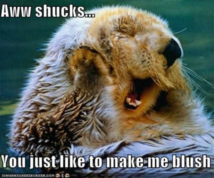Do animals blush?